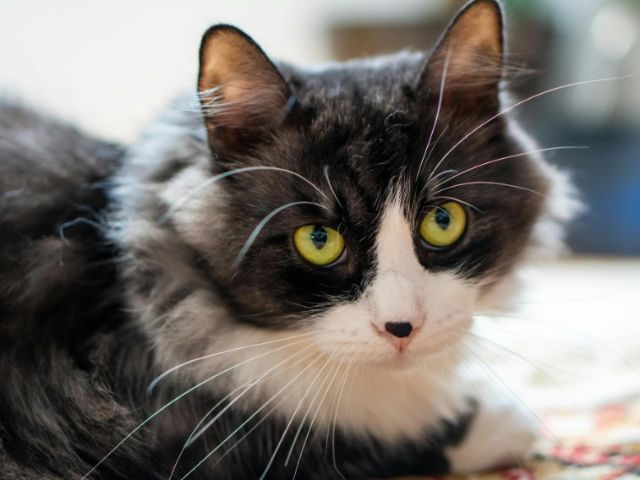 Feline with Hyperthyroidism