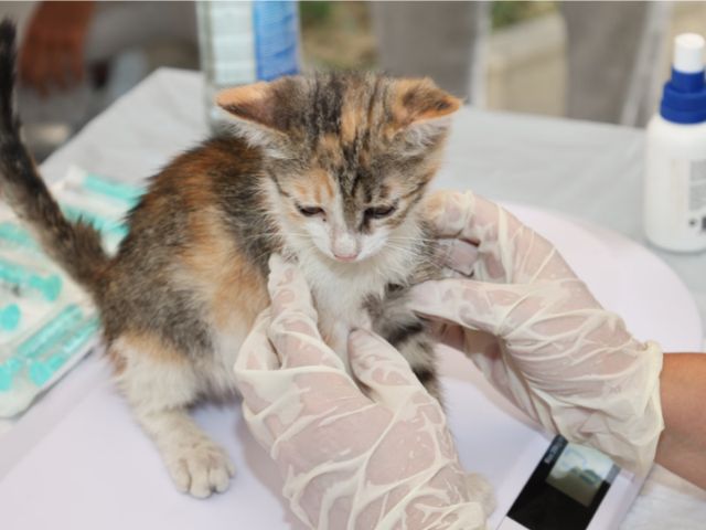 Clinical Testing of Feline