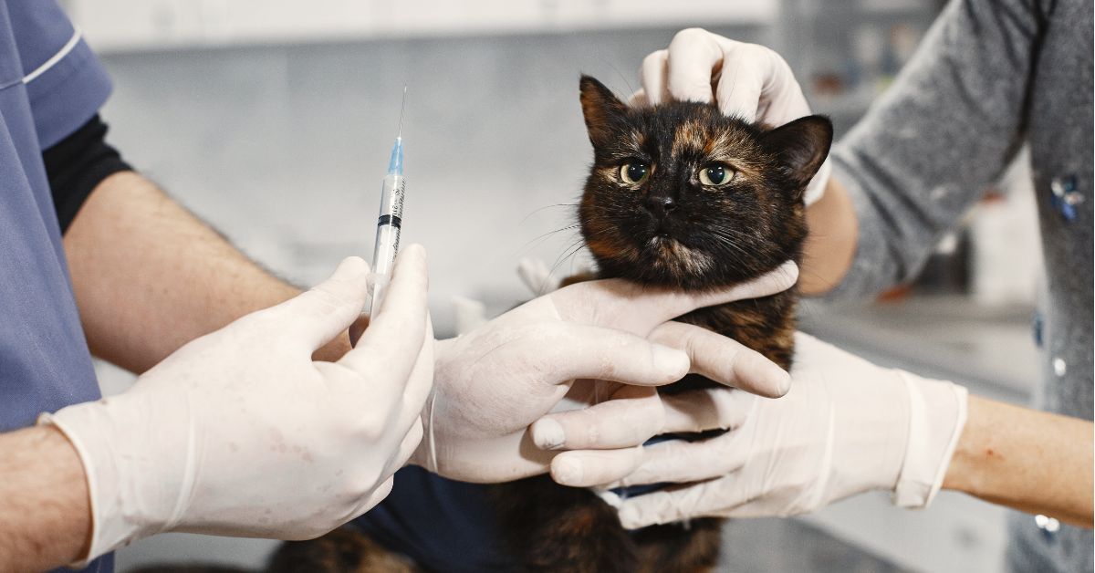 Cat Checkup for Hyperthyroidism